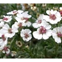 Kép 3/6 - Cape Chamomile - Afrikai kamilla illóolaj