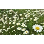 Kép 4/6 - Chamomile Maroc 5 ml - Marokkói kamilla 5 ml