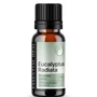 Kép 2/3 - Eucalyptus Radiata - Eukaliptusz Radiata illóolaj